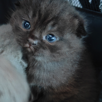 Gattini Scottish con pedigree AFeF