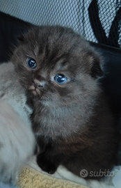 Gattini Scottish con pedigree AFeF