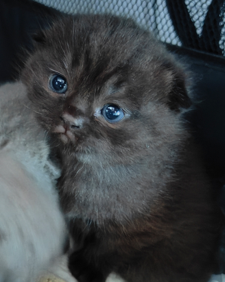 Gattini Scottish con pedigree AFeF