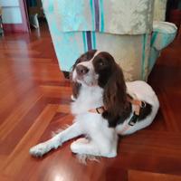 Cane Springer Spaniel