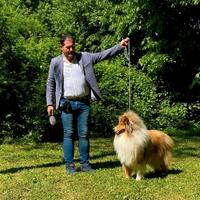 Pastore scozzese collie