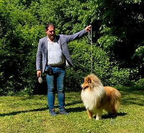 Pastore scozzese collie