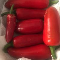 Peperoncini Jalapenõ  media piccante per semi ecc.
