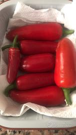 Peperoncini Jalapenõ  media piccante per semi ecc.