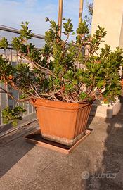 Vaso in terracotta da 45