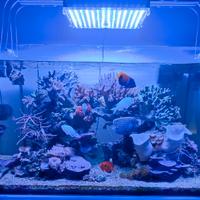 Acquario 240 litri.