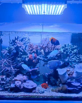 Acquario 240 litri.