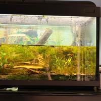 Acquario  250L da riparare, completo di substrato