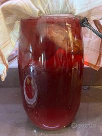 Scoby Kombucha