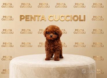 BARBONCINO TOY RED - BARBONCINI CUCCIOLI pag rate