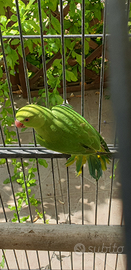 Parrocchetti dal collare