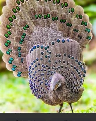 Fagiani Speronieri Chinquis