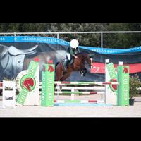 Cavallo da salto