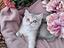 Immagine 3