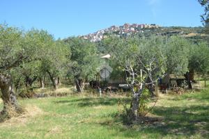 TER. AGRICOLO A TIVOLI