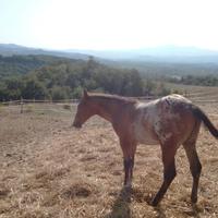 Appaloosa puledro reining