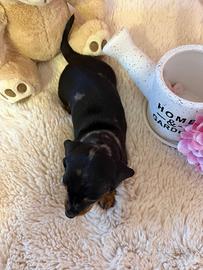 Bassotto tedesco nano kaninchen a pelo corto