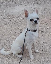 Chihuahua maschietto