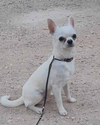 Chihuahua maschietto