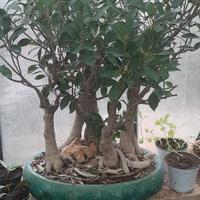 ficus bosco