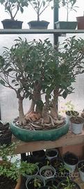 ficus bosco