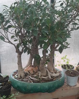 ficus bosco