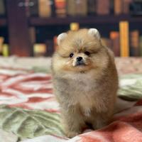 Cuccioli di Spitz nano Pomerania