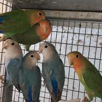 Inseparabili roseicollis