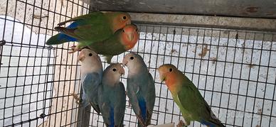 Inseparabili roseicollis