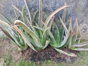 aloe vera