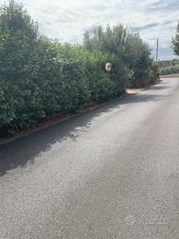 Terreno fronte strada Velletri