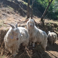 Capre d'angora