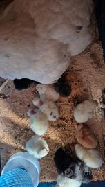 Chioccia con pulcini