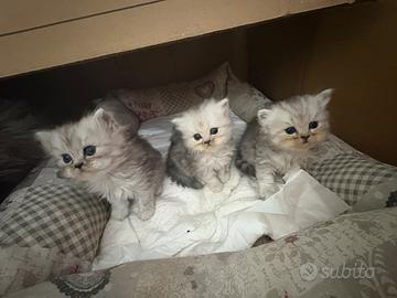 Gatti persiani silver shaded