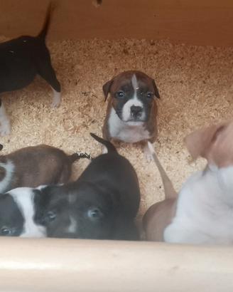 Cuccioli amstaff