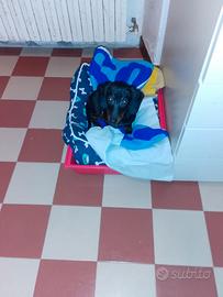 Cucciola di bassotto