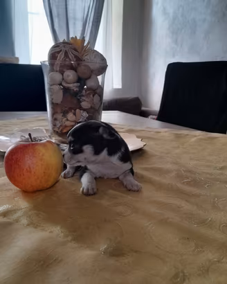 Chihuahua