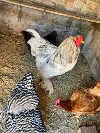 Gallo Brahma
