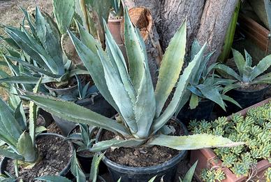 Agave