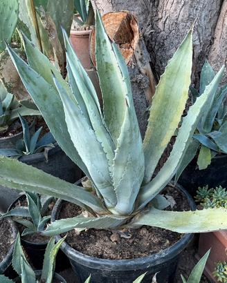 Agave