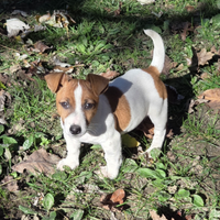 Cucciolo maschio jack russell con mascherina