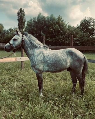 Pony welsh