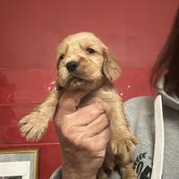 Ultima femmina fulva di pura razza cocker inglese