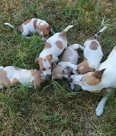 Piccoli cuccioli