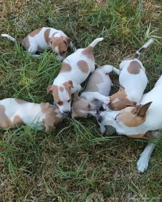 Piccoli cuccioli