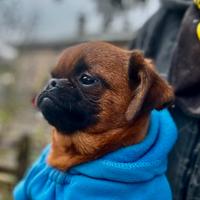 Cucciolo di Piccolo Brabantino