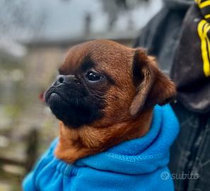 Cucciolo di Piccolo Brabantino