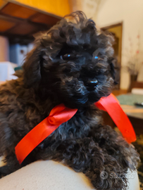 Barboncino Toy ( maschietto)