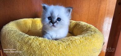 Cucciolo Sacro di Birmania