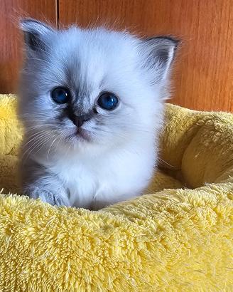 Cucciolo Sacro di Birmania